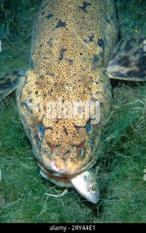 Burbot eating Redfin Perch, Austria, Burbot (Lota lota) eating perch, Traun, Truesche, Austria Stock Photo