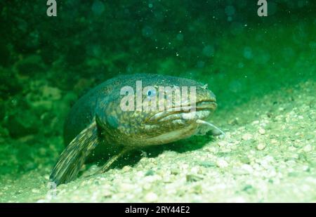 Burbot, Austria, Quappe (Lota lota) in Wildbach, Steiermark, Truesche, Andere Tiere, other animals, Fische, fish, Unterwasser, under water Stock Photo