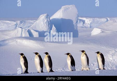 Emperor penguins (Aptenodytes forsteri), Dawson Lambton Glacier, portfolio penguins, Antarctica Stock Photo
