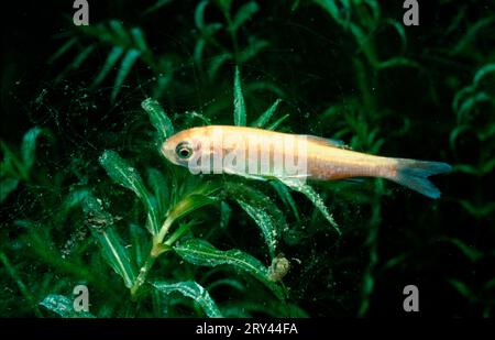 Ide, Alsace, France, golden orfe (Leuciscus idus), Alsace, Other animals, other animals, fish, fish, under water, under water, fresh water, sweet Stock Photo