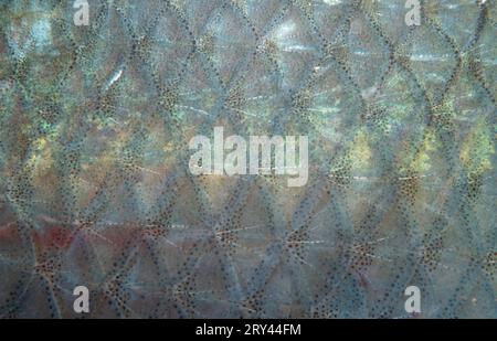 Balkan common roach, scales, Alsace, France, roach (Rutilus rutilus), scales, Alsace, roach, Other animals, other animals, fish, fish, under water Stock Photo