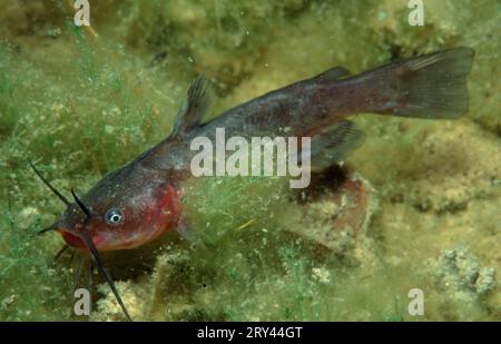 Horned Pout, Baden-Wuerttemberg (Ictalurus nebulosus) (Ameiurus nebulosus), American Dwarf Catfish, Baden-Wuerttemberg, Long-tailed Catfish, Brown Stock Photo