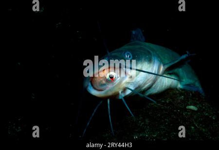 Horned Pout eating Ide (Ictalurus nebulosus) (Ameiurus nebulosus), American Dwarf Catfish eating Golden Orfe, Bavaria, Long-tailed Catfish, Brown Stock Photo