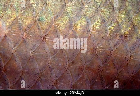 Balkan common roach, scales, Baden-Wuerttemberg, roach (Rutilus rutilus), scales, Baden-Wuerttemberg, roach, Other animals, other animals, fish Stock Photo