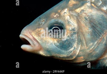 Gibel Carp, Baden-Wuerttemberg (Carassius auratus gibelio), Giebel, quarry pond, Baden-Wuerttemberg, Andere Tiere, other animals, Fische, fish Stock Photo