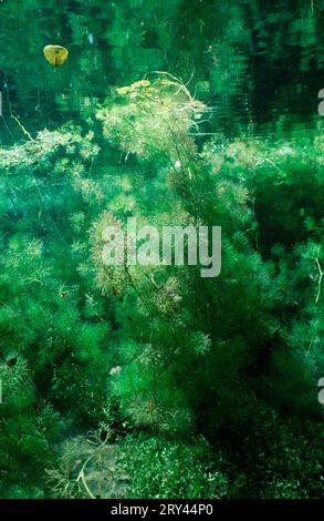 Fine-leaved Water Dropwort (Oenanthe aquatica), water fennel in spring brook, Bavaria (Europe) (under water) (aquatic plants) (aquatic umbelliferae) Stock Photo