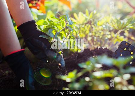 Gardener planting young rooted cutting of panicle hydrangea into soil at sunset. Autumn seasonal work. Outdoor hobby. Putting healthy plant in hole. C Stock Photo