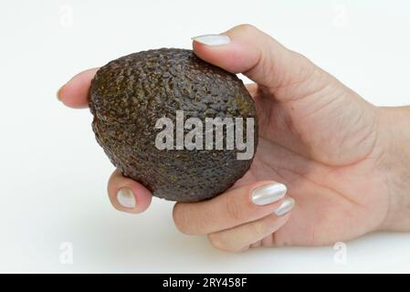 Avocado (Persea americana), Fruechte, Frucht, Obst, fruit, Lorbeergewaechse, Lauraceae, innen, Studio, indoor, Querformat, horizontal, Hand Stock Photo