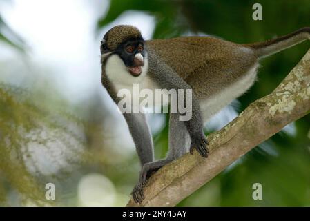 Lesser White-nosed Monkey, Kleine Weissnasenmeerkatze, Lesser White-nosed Guenon (Cercopithecus petaurista) Stock Photo