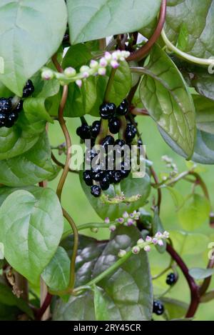 Malabar Spinach fruits (Basella rubra), Malabarspinat, Fruechte, Pflanzen, plants, Basellgewaechse, Basellaceae, Fruchtstand, Hochformat, vertical Stock Photo