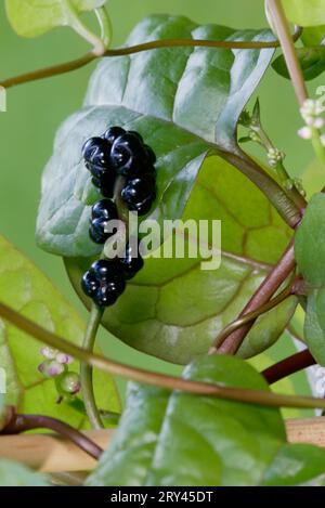 Malabar Spinach fruits (Basella rubra), Malabarspinat, Fruechte, Pflanzen, plants, Basellgewaechse, Basellaceae, schwarz, black, Hochformat Stock Photo