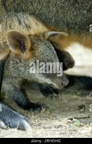 Swamp Wallaby (Wallabia bicolor) joey Stock Photo
