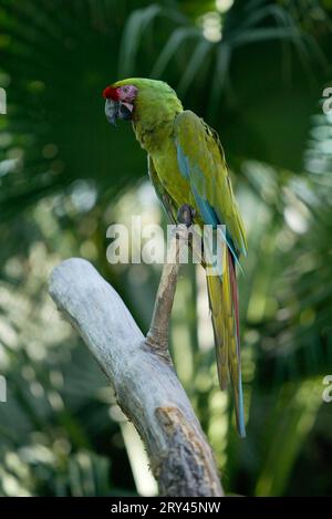 Military Macaw (Ara militaris), Kleiner Soldatenara / Stock Photo