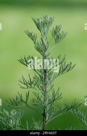 Southernwood (Artemisia abrotanum maritima) Stock Photo