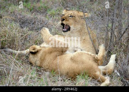 African Lions (Panthera leo), cubs, Sabi Sand Game Reserve, South Africa, cub Stock Photo