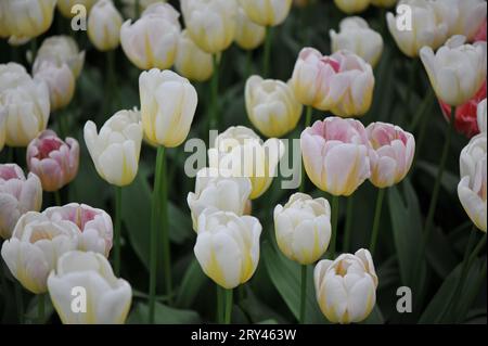 White with yellow and pink hints Triumph tulips (Tulipa) Antarctica Flame bloom in a garden in April Stock Photo
