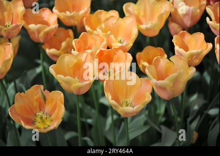Orange Triumph tulips (Tulipa) Apricot Foxx bloom in a garden in April