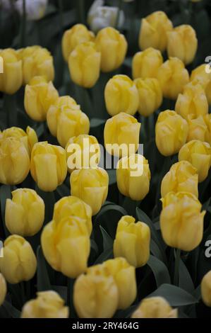Yellow Triumph tulips (Tulipa) Avocado bloom in a garden in April Stock Photo