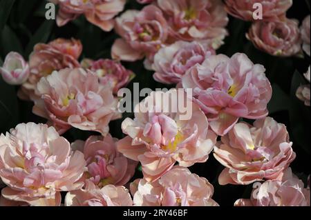 Apricot-pink peony-flowered Double Early tulips (Tulipa) Beachberry bloom in a garden in April Stock Photo