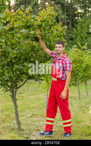 Man farmer plucks collects ripe hazelnuts from deciduous hazel trees rows in garden. Growing raw nuts fruit on plantation field. Harvest autumn farm time. Healthy natural food, eco-friendly products Stock Photo
