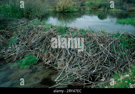 Beaver's lodge, Grand Teton national park, Wyoming, USA, Beaver dam, Grand Teton National Park, Wyoming, USA Stock Photo