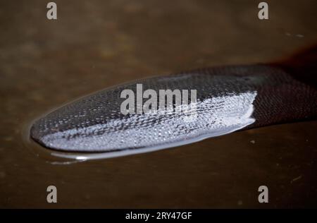 Beaver European beaver (Castor fiber), beaver tail, trowel Stock Photo