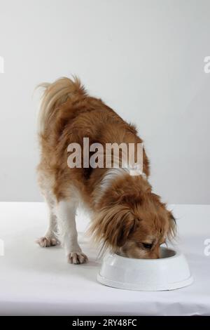 Mongrel Dog Eats From Food Bowl Stock Photo Alamy mongrel-dog-eats-from-food-bowl-stock-photo-alamy