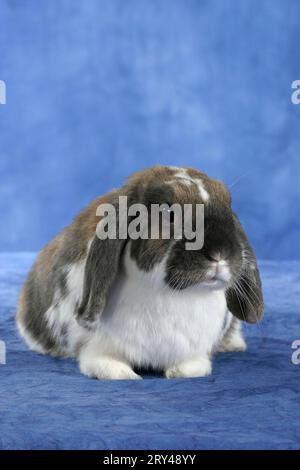 Lop-eared Dwarf Rabbit, Dwarf ram rabbit, Rabbit, Dwarf rabbit, indoor, studio Stock Photo