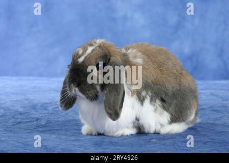 Lop-eared Dwarf Rabbit, Dwarf ram rabbit, Rabbit, Dwarf rabbit, indoor, studio Stock Photo