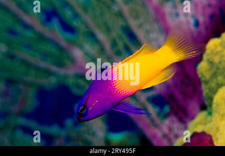 Fairy Basslet (Gramma loreto) Stock Photo