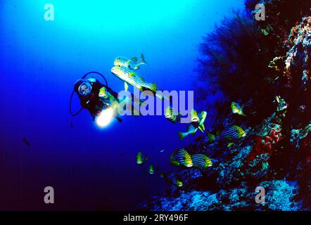 Oriental Sweetlips (Plectorhinchus vittatus) and diver (Plectorhinchus orientalis) Stock Photo