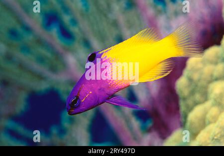 Fairy Basslet (Gramma loreto), Royal gramma side, side Stock Photo