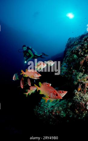 Large Squirrelfish and Sabre squirrelfish (Sargocentron spiniferum) Stock Photo