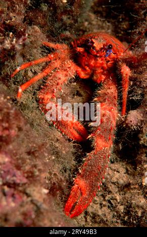 Stool crab (Galathea strigosa) Stock Photo