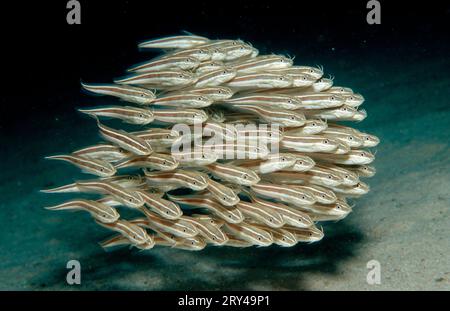 Striped Eel Catfish (Pisces) (Plotosus lineatus), Striped eel catfish Coral Catfish, Other animals, other animals, Underwater, Saltwater, salt water Stock Photo