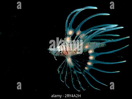Young Turkey Fish, Ari Atol, Pacific red lionfish (Pterois volitans), Young lionfish, Ari Atoll, Other animals, other animals, Fish, Underwater Stock Photo