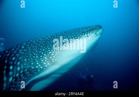 Whale Shark (Rhincodon typus) Galapagos Islands, Whale shark Galapagos Islands, Ecuador, Other animals, other animals, fish (Pisces) shark Stock Photo