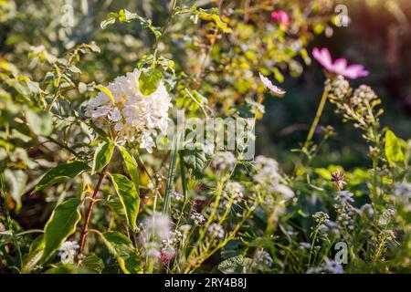 Hydrangea paniculata blooming in summer garden at sunset. White flowers surrounded with cosmos and alyssum on flower border. Stock Photo