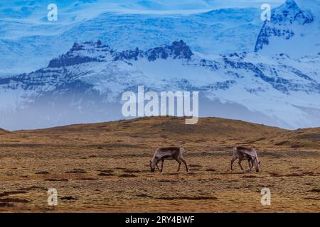 Wonderful mooses on pastures in Iceland, rural paradise with backdrop of icy mountains. Northern animals seen across scandinavian landscapes, arctic fauna and icelandic wildlife. Stock Photo