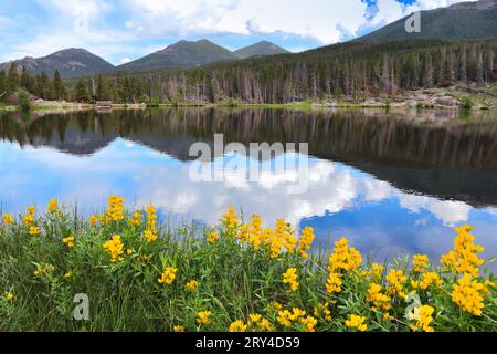Sprague Lake. American landscape Rocky Mountain National Park in Colorado. Baptisia sphaerocarpa flowers (yellow wild indigo). Stock Photo