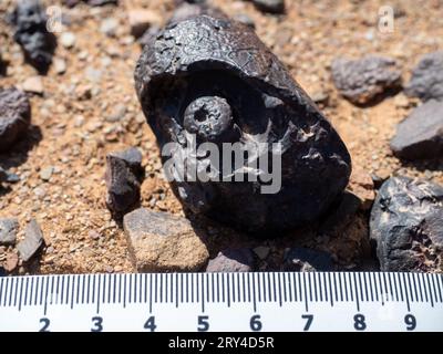 A goniatite fossil inside an orthoceras fossil found in the Anti-Atlas in Morocco, with scale Stock Photo