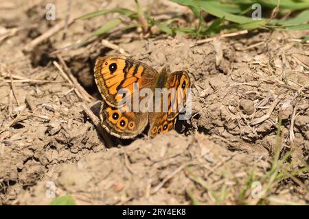 Wall Brown butterfly resting in the sunshine during late spring. Essex, England, UK. Stock Photo