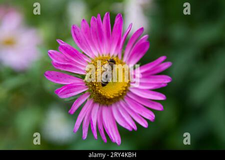 A honeybee collects pollen from a purple Aster flower on a summer day in the garden. The background is soft and green, highlighting the pollination co Stock Photo
