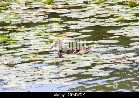 Humboldt Park, Chicago Stock Photo