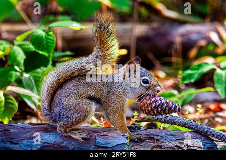 Gray brown squirrel. She jumped into a tree in a beautiful wild Canadian forest. She sat on a tree branch, camouflaging her appearance. Stock Photo