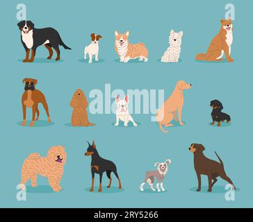 Dogs collection. Vector illustration of funny cartoon different breeds dogs in trendy flat style. French Bulldog, Rottweiler, Dachshund, Doberman, Lab Stock Vector