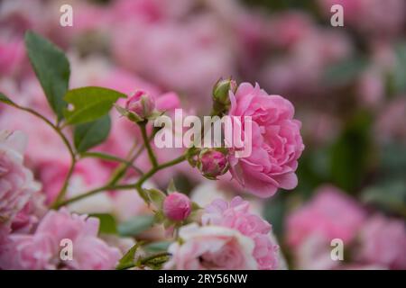 It is the symbol of emotions like Red for love, yellow for friendship, Pink for is a flowing shrub. The word rose came from Rosa meaning endeared Stock Photo