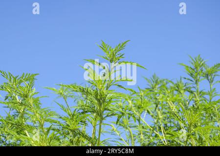 American common ragweed against blue sky. Dangerous plant. Ambrosia shrubs that causes allergic reactions, allergic rhinitis. Copy space. Selective fo Stock Photo