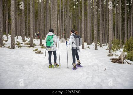 Snowshoe hiking in the forest from the Aransa ski slopes to the Mirador del Pla de la Llet (Cerdanya, Lleida, Catalonia, Spain, Pyrenees) Stock Photo