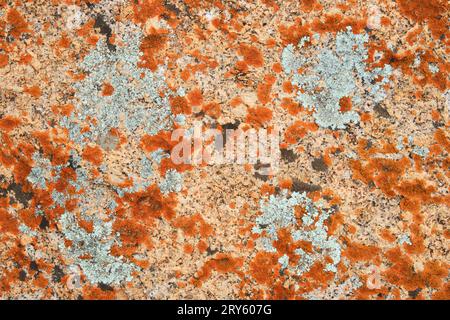 Orange and pale blue lichen on granite rock in close-up, high resolution detail. Stock Photo